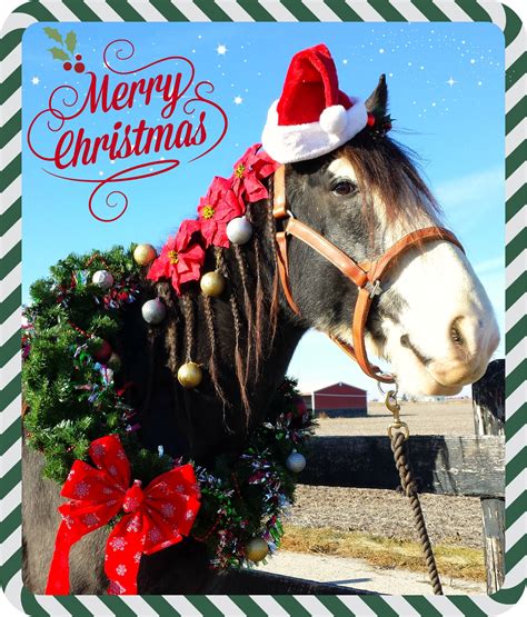 merry christmas horse pictures